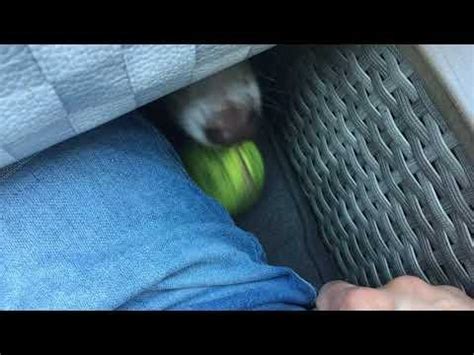 Image result for Human Dog Fetch