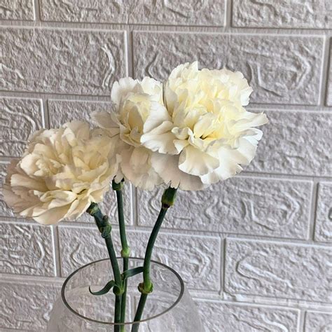Carnations – Simply Phoolish