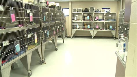 Sioux Falls Area Humane Society announces change to adoption policy
