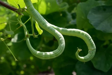 Image result for Python Snake Bean Seeds