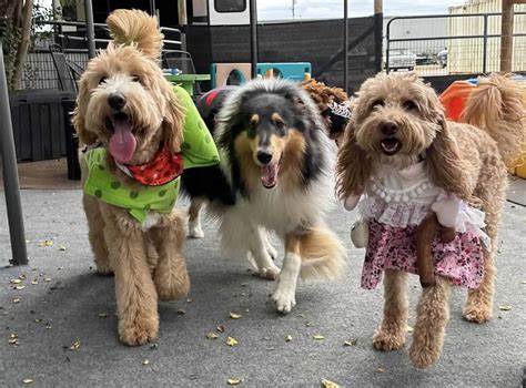 Dog Daycare - Camp Miracle Paws - Anderson, SC