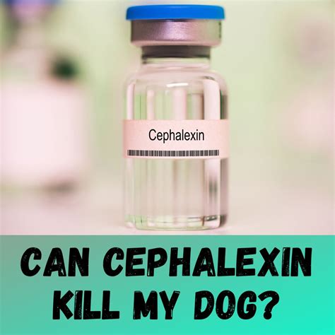 Cephalexin Killed My Dog: Vet Suggested Dosage And Side Effects