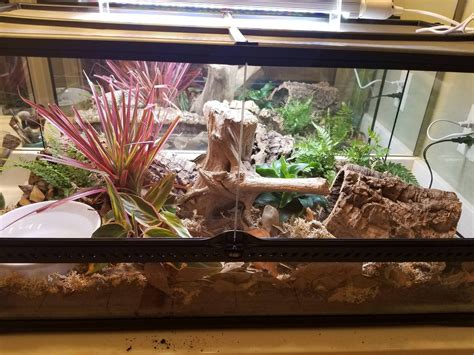 Image result for Ball Python Setup Checklist