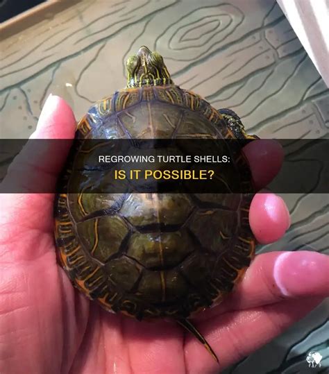 Image result for How Turtle Shells Grow