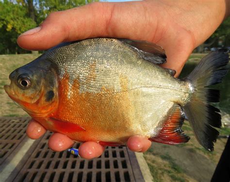 Lincoln Park Commons Pond News Kettering, Ohio: Pacu ( fish ) Caught ...
