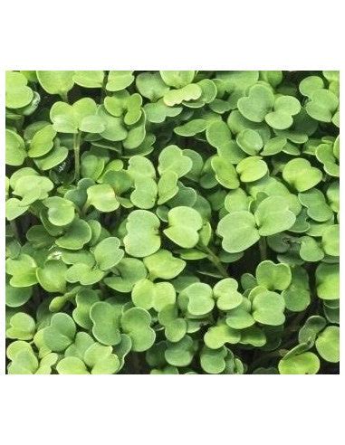 Micro Green Seeds Online @Best Price | Urja Seeds