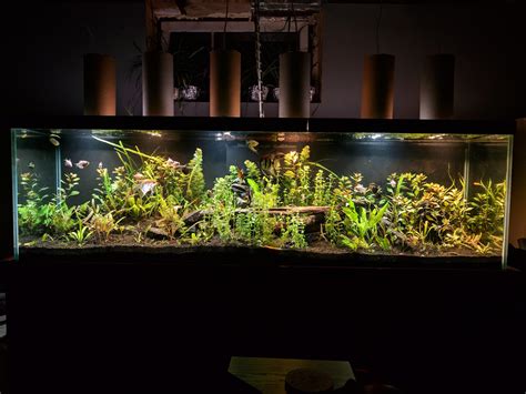 Planted, High-tech 125 gallon tank. 13 months. : r/Aquariums