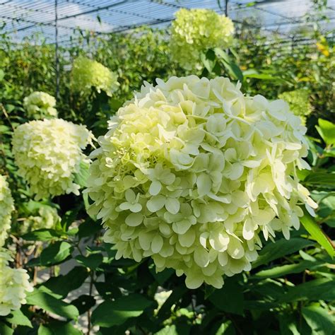 Pruning Hydrangea Paniculata Limelight Uk at Savannah Buckmaster blog