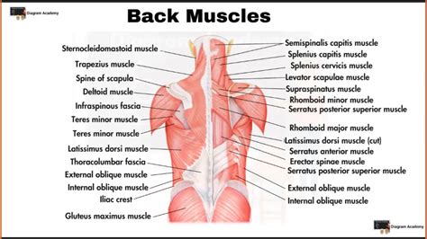 Image result for Back Muscle Chart