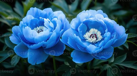 Beautiful baby blue peony flowers in full bloom 49874400 Stock Photo at ...