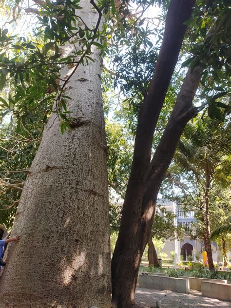 Mumbai: 'Know Your Trees' Nature Walk With Tree Enthusiasts Explores ...