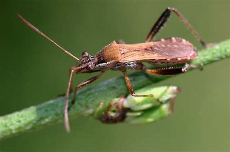 Image result for Bug Exploding