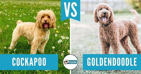 Cockapoo Breed Info: Cocker Spaniel Poodle Mix