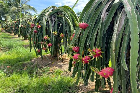 Premium Photo | Dragon fruit on the dragon fruit pitaya tree harvest in ...