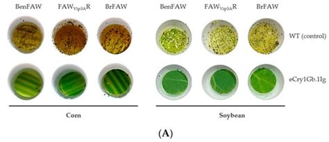 eCry1Gb.1Ig, A Novel Chimeric Cry Protein with High Efficacy against ...