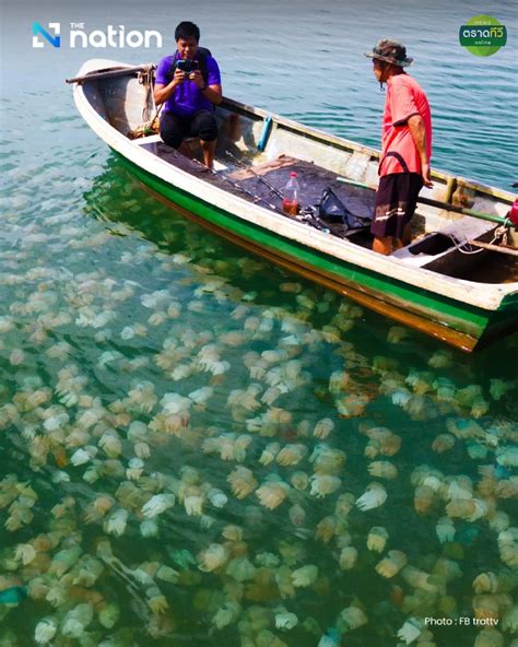 Multi-coloured jellyfish are the talk of the town in Trat province