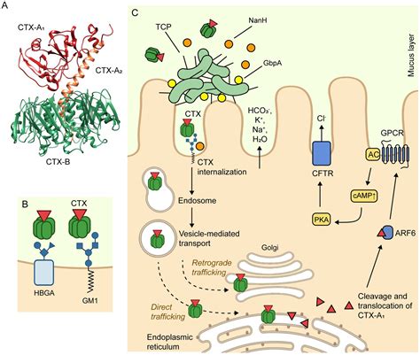 Frontiers | Vibrio cholerae, classification, pathogenesis, immune response, and trends in ...