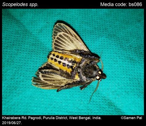 Scopelodes spp. Westwood, 1841 - | Moths