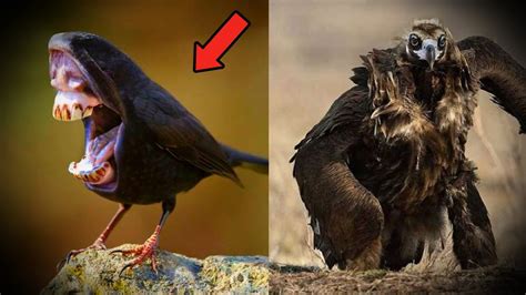 Image result for Animals to Draw in Google Colab Using Python Code
