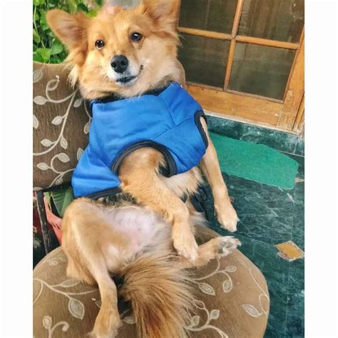 The Ultimate German Shepherd Pomeranian Mix Guide