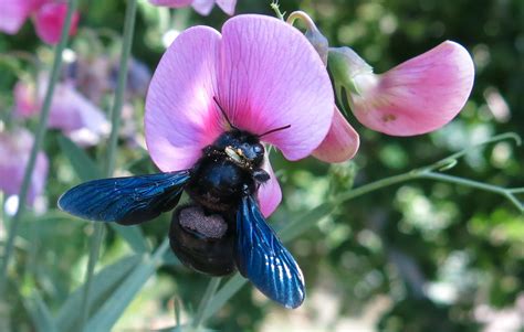 Are Carpenter Bees Dangerous?