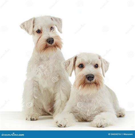 White Miniature Schnauzer Puppies Stock Photo - Image of purebred ...