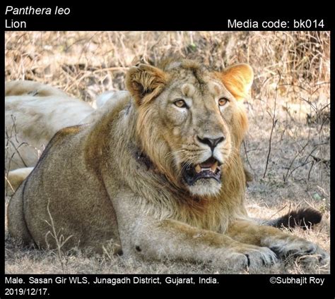 Panthera leo Linnaeus, 1758 - Lion | Mammals