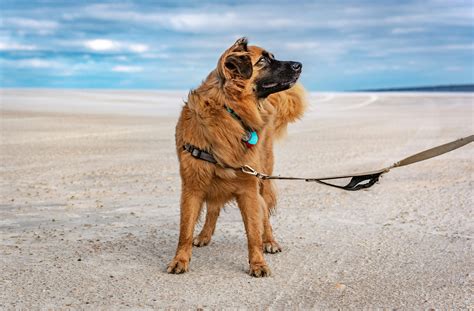 Dog+Knot+Pull+Out+Compilation Photos, Download The BEST Free Dog+Knot ...