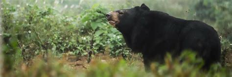 Asiatic Black Bears - FOUR PAWS International - Animal Welfare Organisation