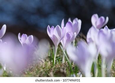 Image result for Tomorrow Is Spring