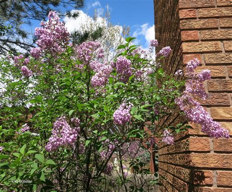 A Wandering Botanist: Plant Story--Lovely Lilacs