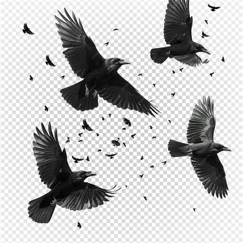 Crows flying isolated on transparent background raven png generative ai ...