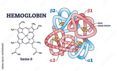 Image result for Complex Structure of Haemoglobin