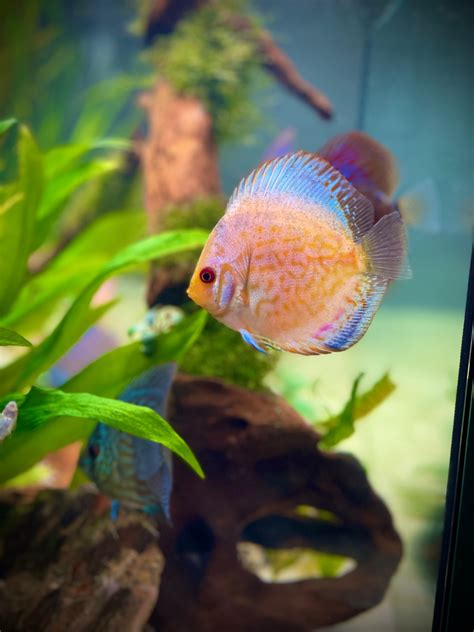 Discus Tank 的图像结果