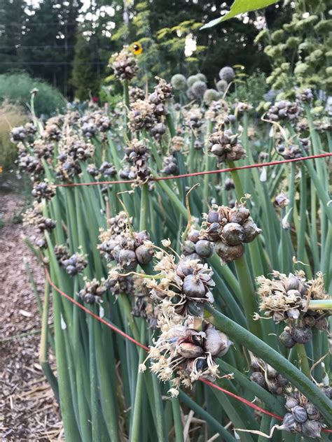 Egyptian Walking Onion Bulbils - Allium x proliferum - Cicada Seeds