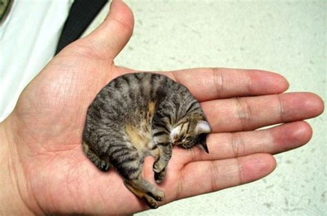Są naprawdę malutkie! Dwa najmniejsze kociaki na świecie (ZDJĘCIA)