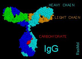 This shows a model of an entire IgG molecule which includes more than10 ...