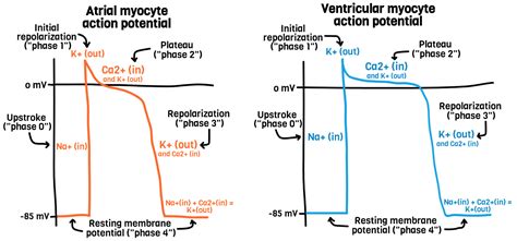 Cardiac Myocytes