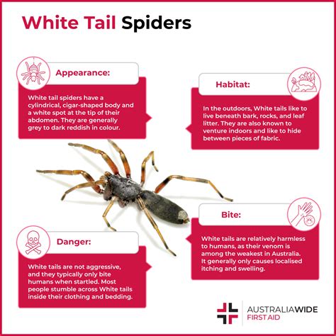 What Does A White Tail Spider Bite First Look Like