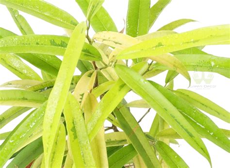 Buy Ficus- Long Leaf