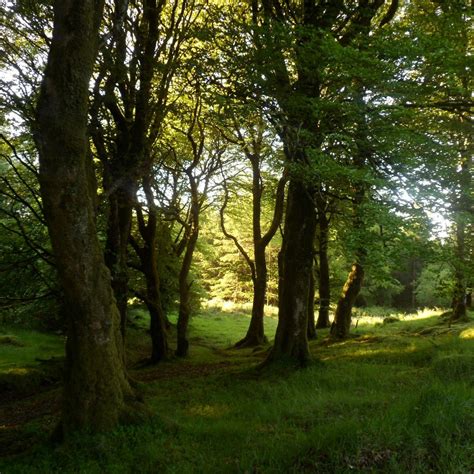 KNOCKMANY FOREST (2024) All You Need to Know BEFORE You Go (with Photos ...