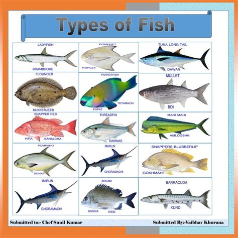 Image result for Fish Shell Argparse Examples