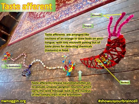 Image result for Pipe Cleaner Neuron Project