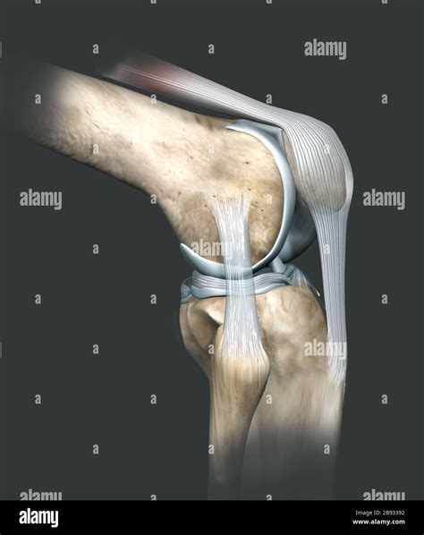 3D illustration showing human knee joint with femur, articular cartilage, meniscus, medial ...
