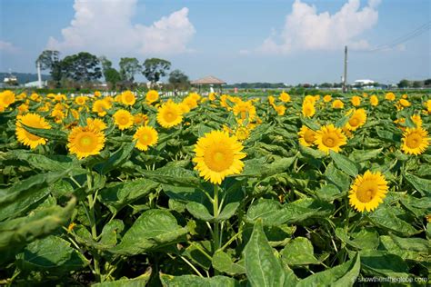 Go to Flower Market 的图像结果