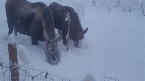 Moose attacks Iditarod rookie’s sled team, injures 4 dogs