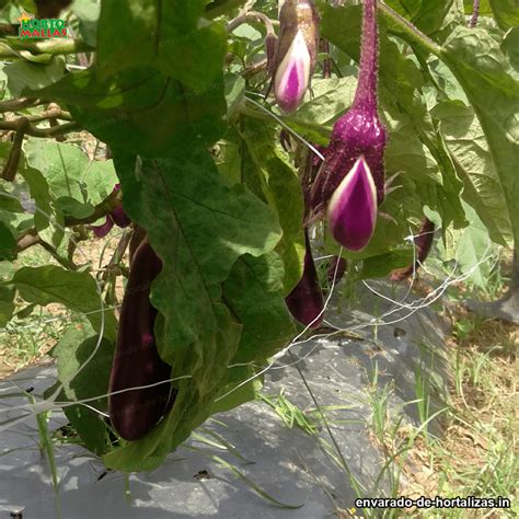 Soporte para cultivo de legumbres y verduras con malla hortomallas