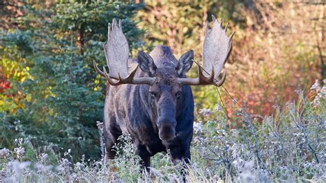 Hunting License Requirements - SCPO