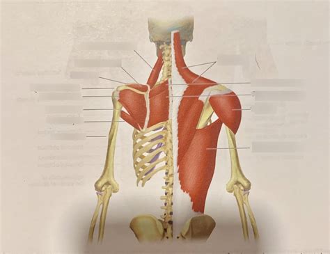 Back Muscles 的图像结果