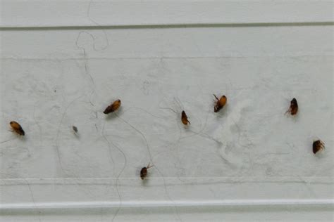 Small Animal Talk: Three things I learned: rethinking flea control (or ...